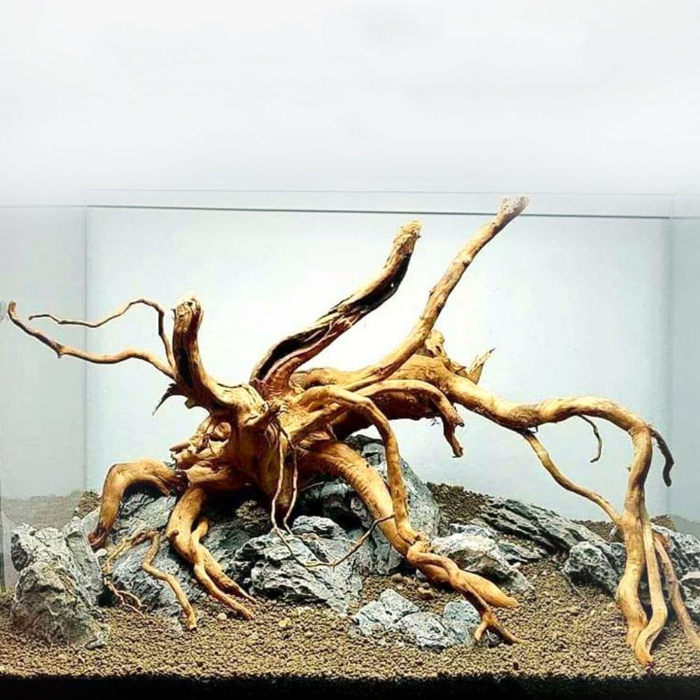 Kayu Apung Akuarium Besar 20-2 - Aquarium Planted Wood ulasan dan harga