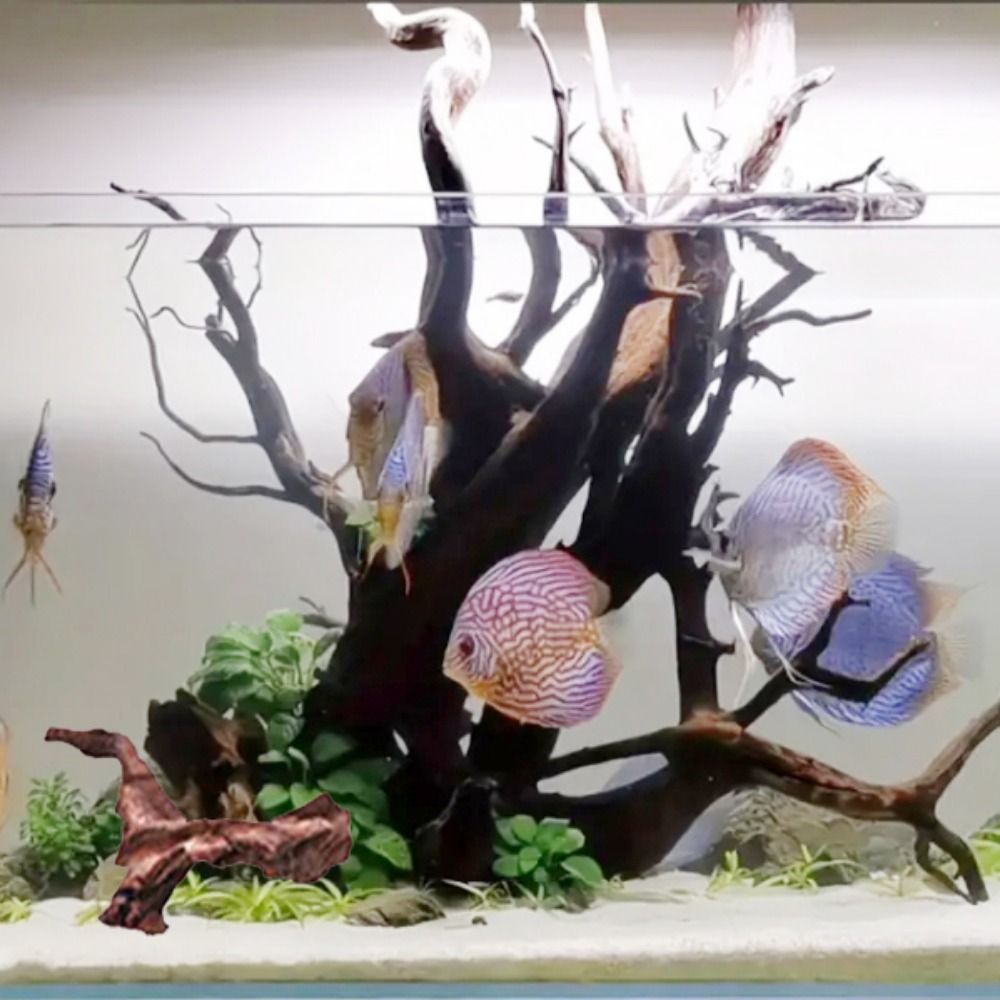 Kayu Karang Bentuk Tidak Berat - Aquarium Planted Wood ulasan dan harga